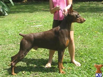 Stud Dogs - Doberman Pinscher